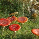 Fliegenpilz im Alter
