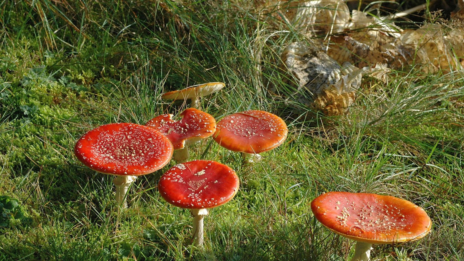 Fliegenpilz im Alter